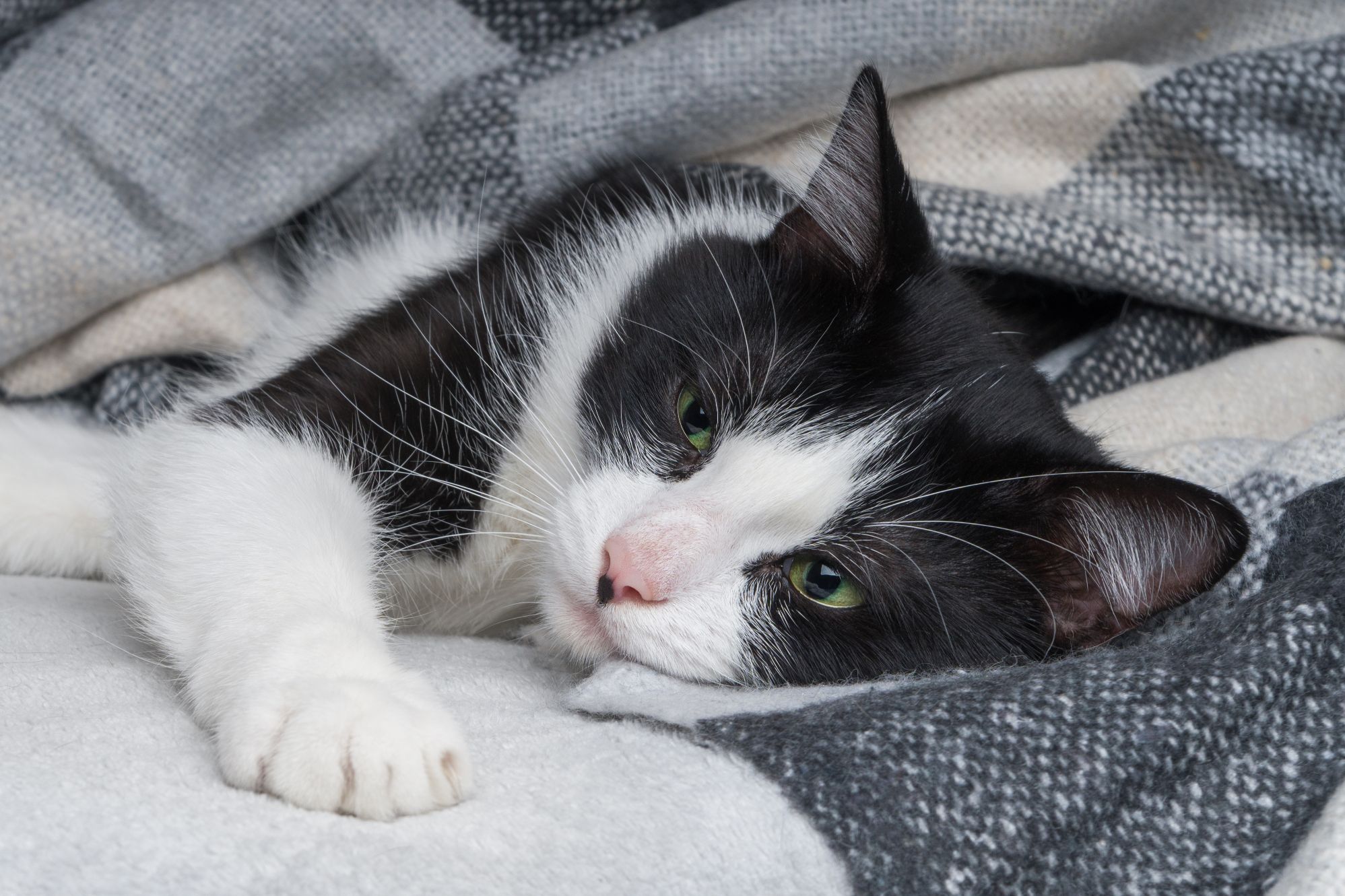 Pneumonia U Kotów Objawy Przyczyny I Opcje Leczenia Odpowiedź Weterynaryjna Kotyclub 6571